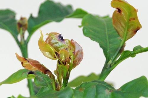 Deficiência de boro em plantas: sintomas e danos visíveis nas culturas