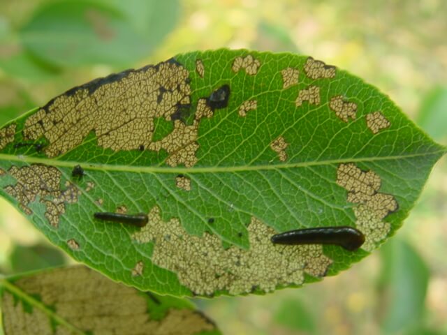 Lesma pereira em pereiras: como reconhecê-la e tratá-la com eficácia