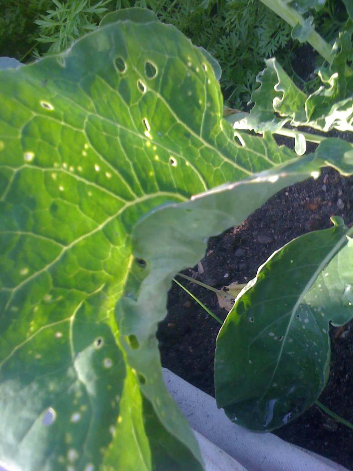 Dégâts causés par l'anneau noir ou le Prodenia dans la betterave de table