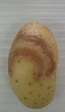 Potato virus: what it is, how it originates, and how to eliminate it effectively