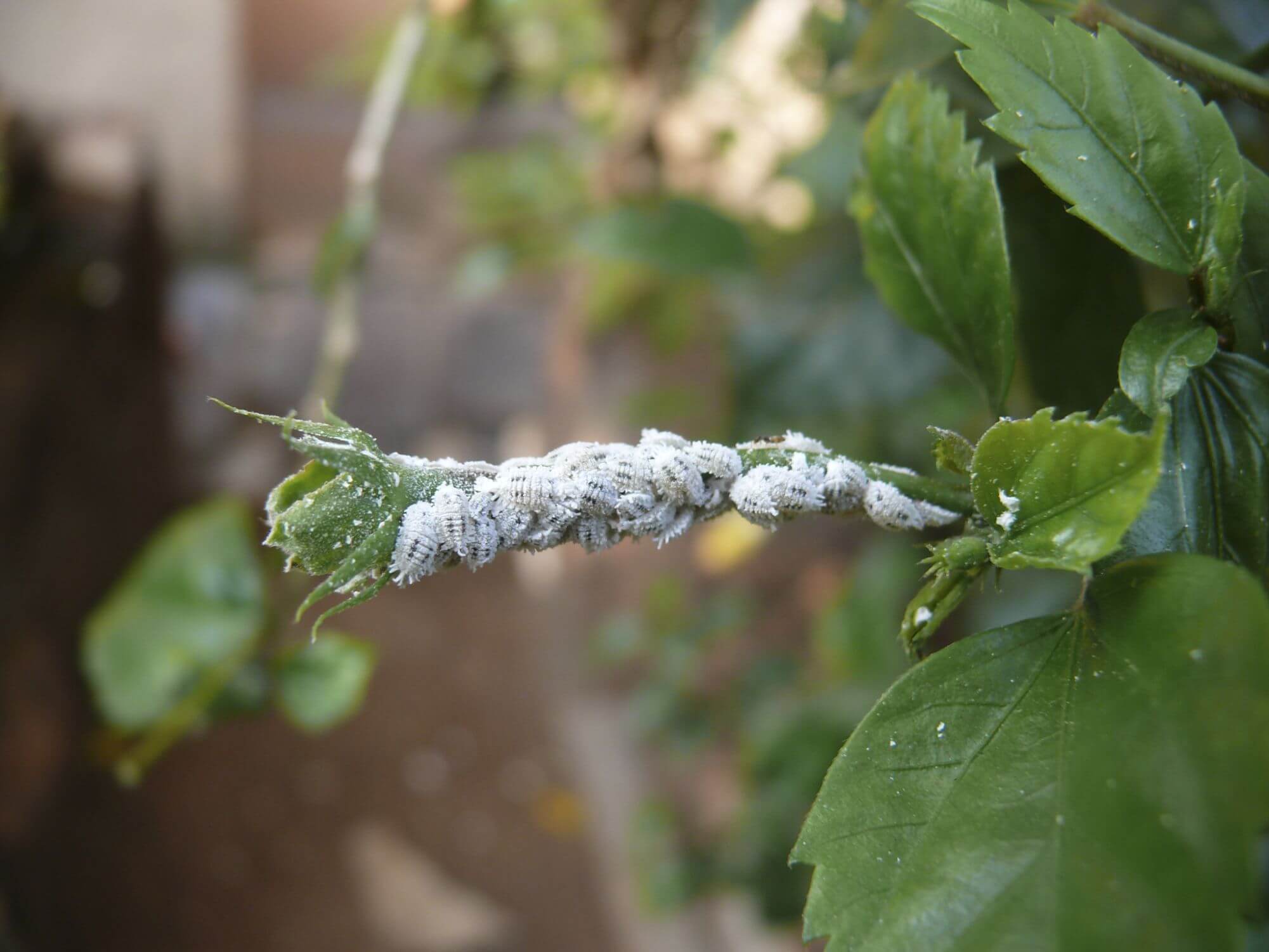 Cochinilla algodonosa en limonero | idMicrobe