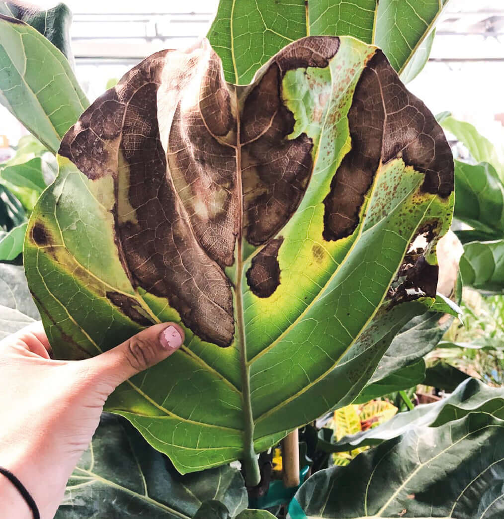 Daños causados por Manchas en Plantas decorativas de jardín y/o interior