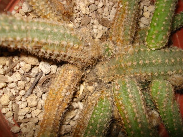 Pourriture grise sur cactus et plantes succulentes | idMicrobe