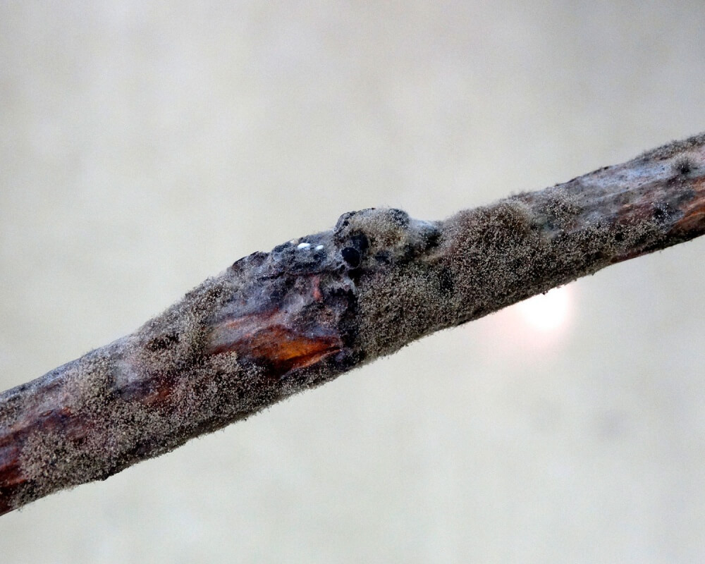 Pourriture grise : symptômes et dégâts sur les raisins de cuve