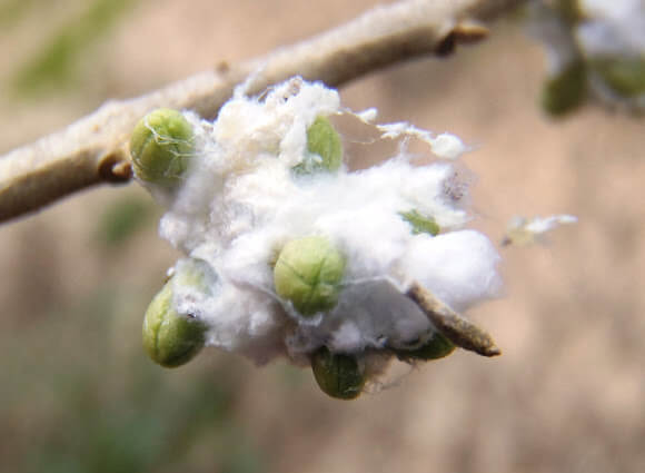 Algodón o algodoncillo del olivo | idMicrobe