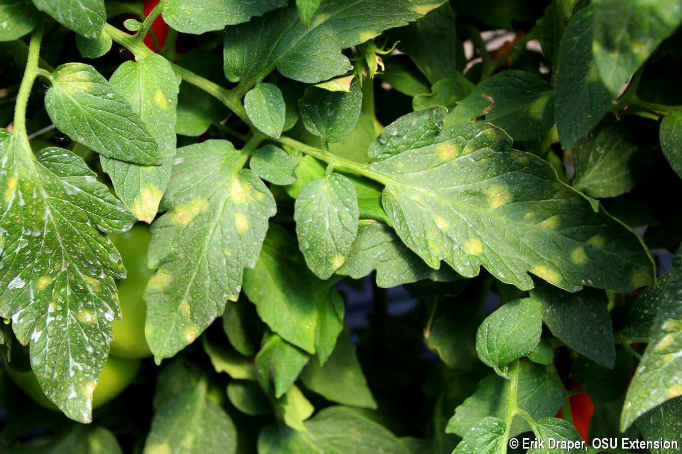 Daños causados por Cladosporiosis en Tomate