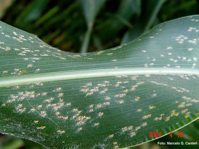 Roya blanca en maíz | idMicrobe