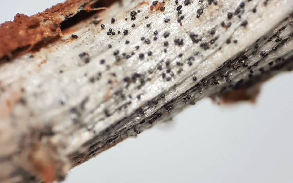 Podridão de carvão na soja | idMicrobe