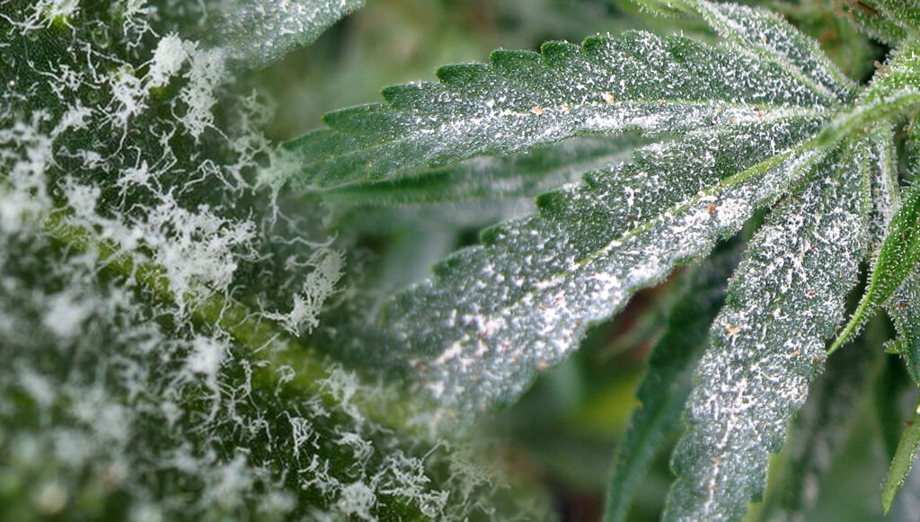 Powdery Mildew: Symptoms and Damage to Cannabis