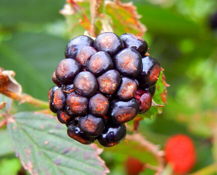 Antracnosis en mora | idMicrobe