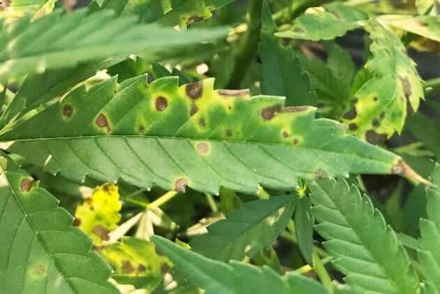 Mancha de la hoja: qué es, cómo se origina y cómo eliminar de forma efectiva en cannabis