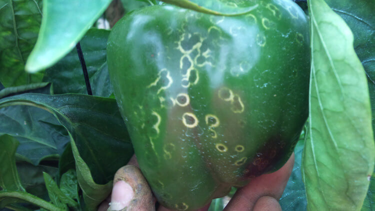 Podredumbre gris en pimiento | idMicrobe