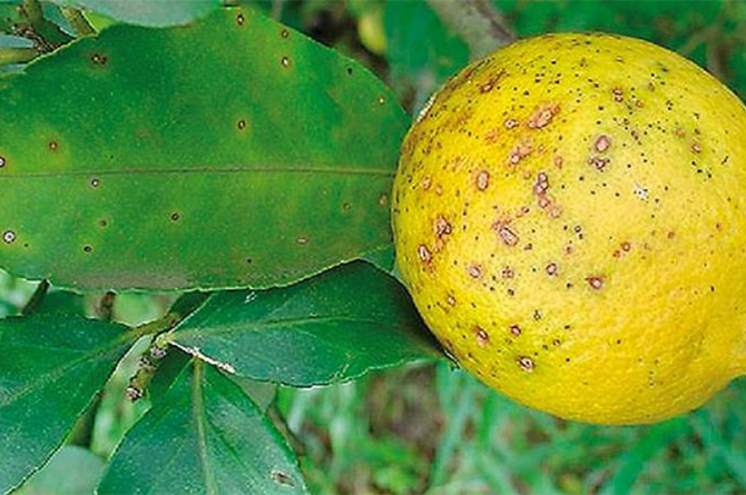 Phyllosticta en frutos: Cómo se reconoce y se trata eficazmente