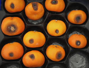 Anthracnose dans les agrumes | idMicrobe