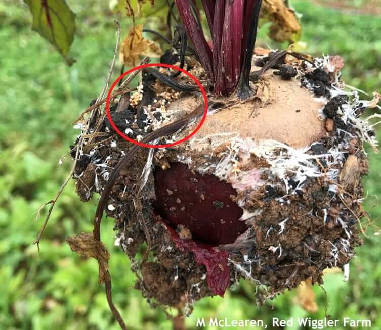Mal del esclerocio, añublo sureño o tizón sureño: Síntomas y daños en Remolacha azucarera