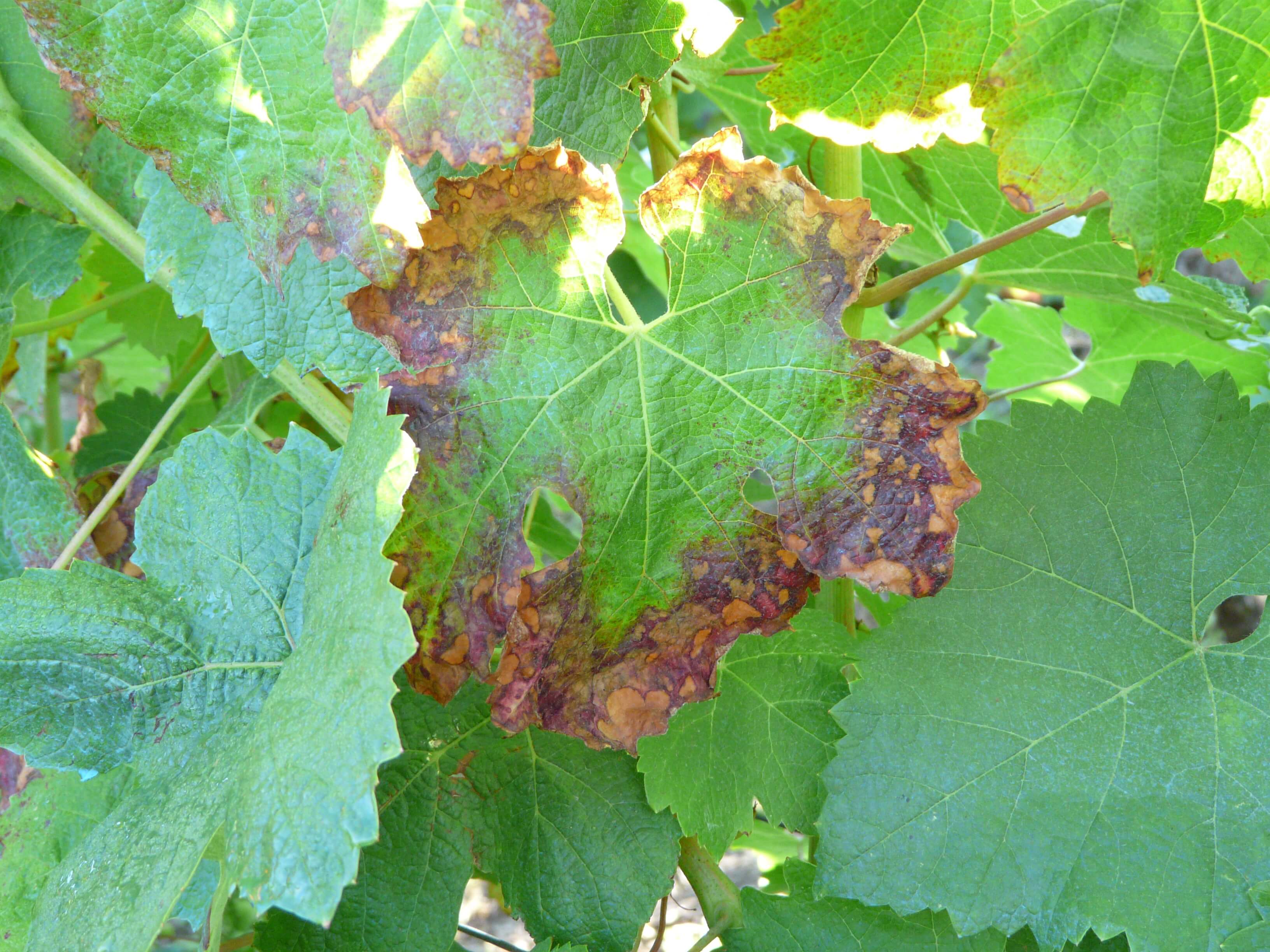 Cómo reconocer y combatir podredumbre gris en vid