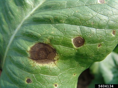 Alternaria em alface e plantas semelhantes | idMicrobe