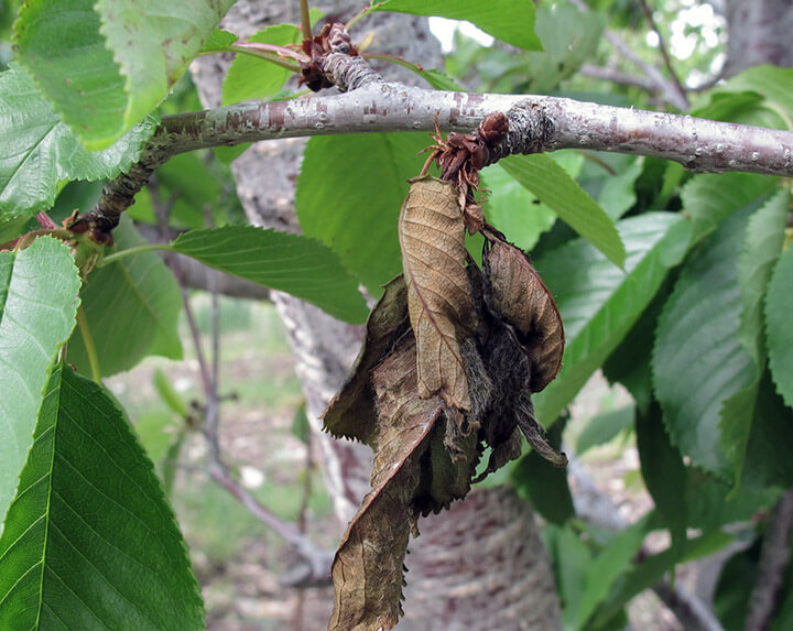 Sintomas, tratamentos e recomendações para o tratamento do câncer bacteriano