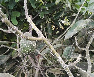 Cochinilla del aguacate en Aguacate: Cómo se reconoce y se trata eficazmente