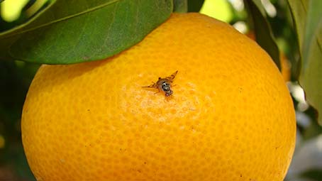 Daños causados por la mosca mediterránea en frutos