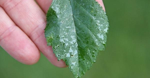 Daños causados por Pulgones en Arándano