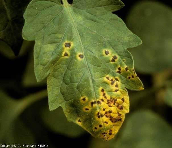 Nécrose de la moelle noire ou nécrose de la moelle chez la tomate : comment la reconnaître et la traiter efficacement