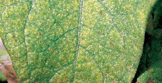 Araña roja: Síntomas y daños en Plantas decorativas de jardín y/o interior