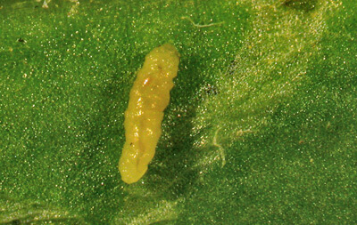 Mosca del apio | idMicrobe