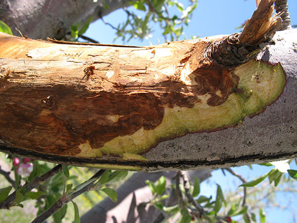 Fire blight or fog in pome fruit trees: How to recognize and treat it effectively