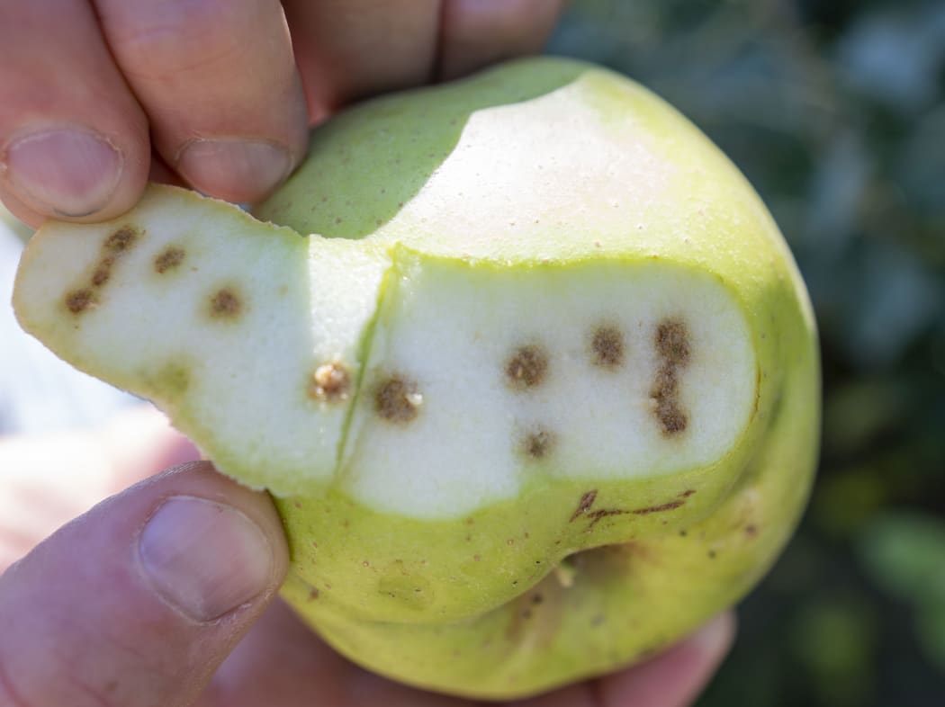 Chinches en frutos: Cómo se reconoce y se trata eficazmente