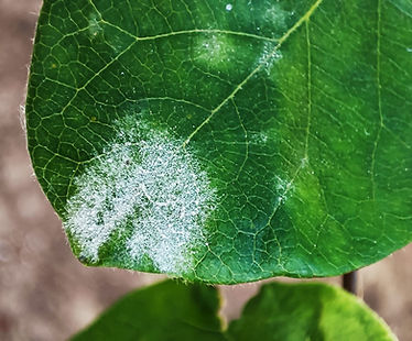 Powdery mildew: what it is, how it originates, and how to eliminate it effectively