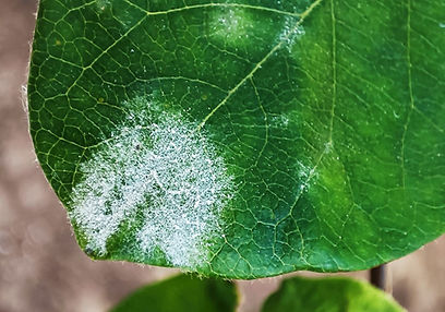 Leaves covered with the characteristic white powder of powdery mildew