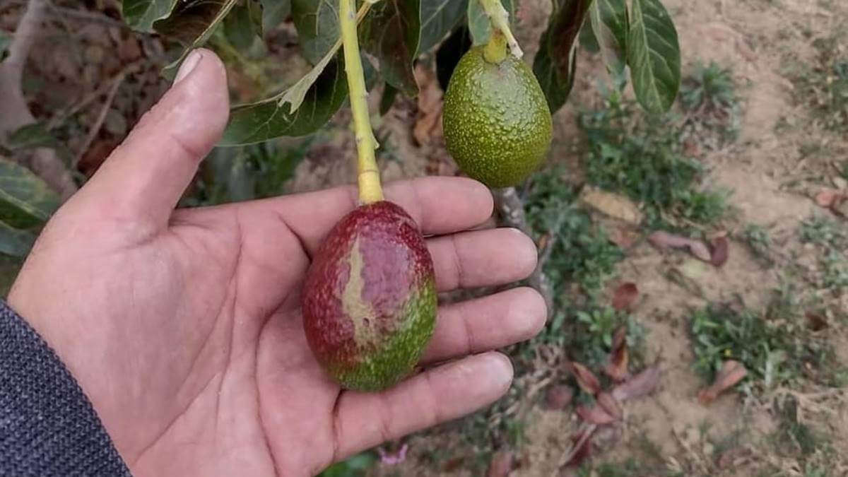 Anelamento do caule: sintomas e danos no abacate
