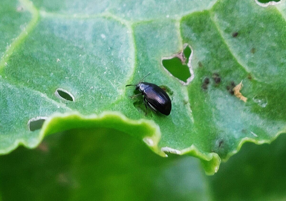 Flea beetle damage to sugar beet