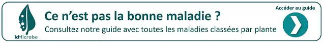 Consultez le guide des ravageurs des plantes et obtenez des traitements chimiques, biologiques et faits maison - idMicrobe