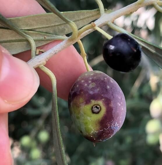 Mosca del olivo en Olivo de verdeo / almanzara: Cómo se reconoce y se trata eficazmente