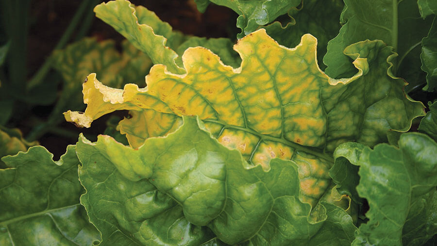 Beet yellows virus in table beets: How to recognize and treat it effectively