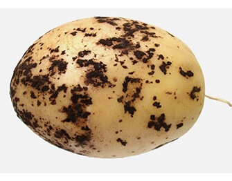 Sarna negra o viruela de la patata | idMicrobe
