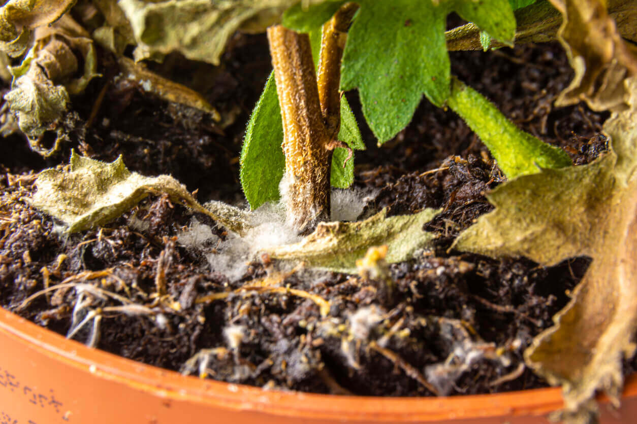 White rot on decorative garden and/or indoor plants: How to recognize and treat it effectively