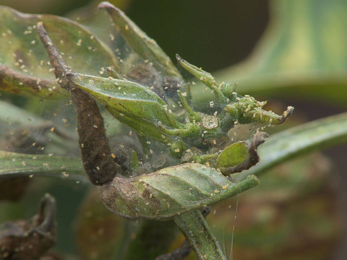 Ácaro vermelho na pimenta | idMicrobe