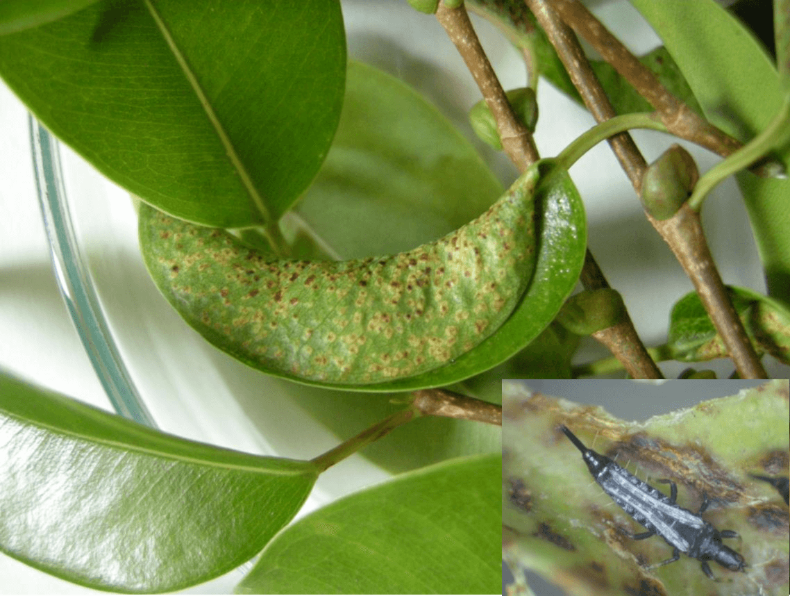 Cómo reconocer y combatir trips en plantas ornamentales