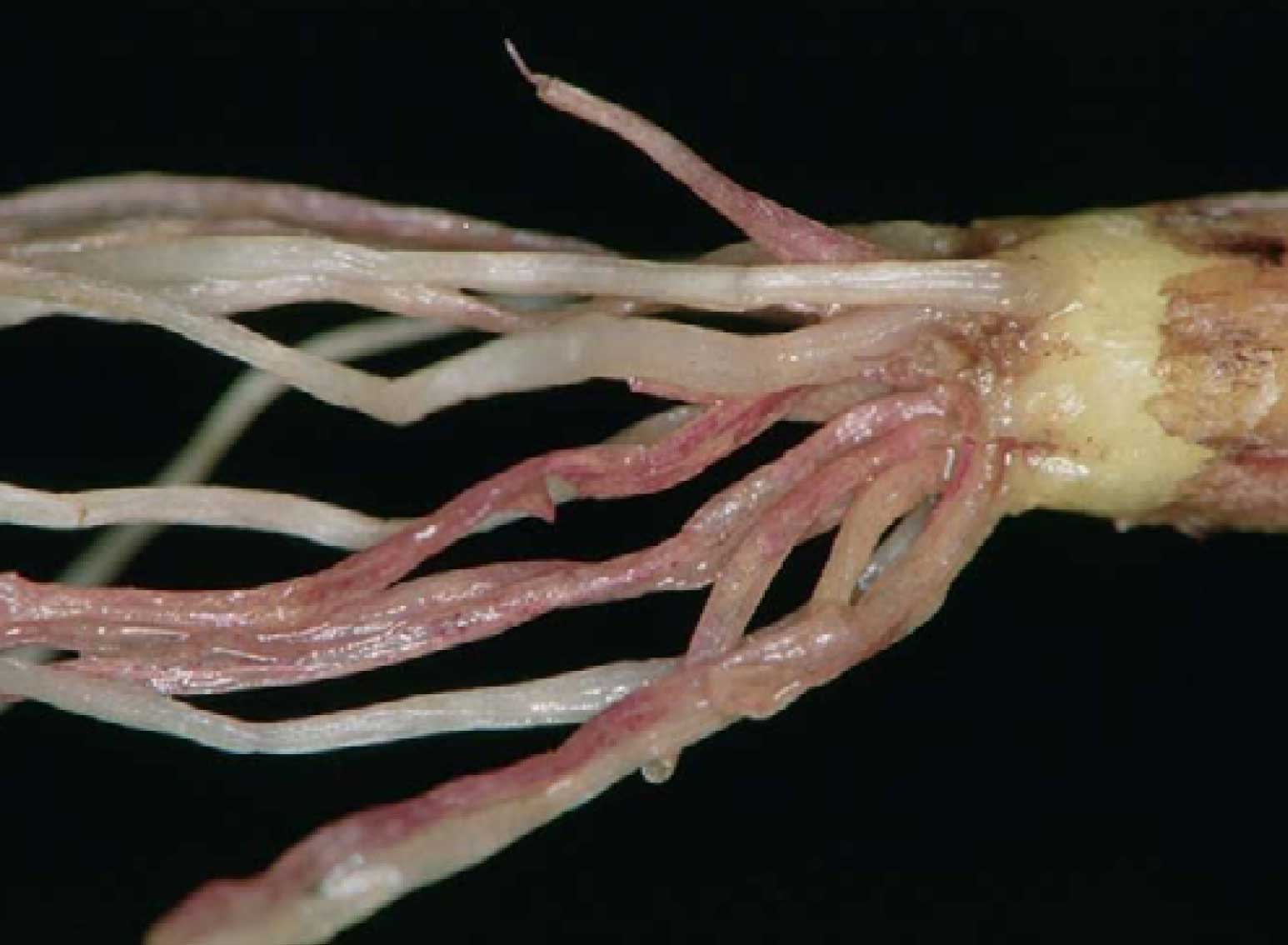 Raíz rosada: qué es, cómo se origina y cómo eliminar de forma efectiva