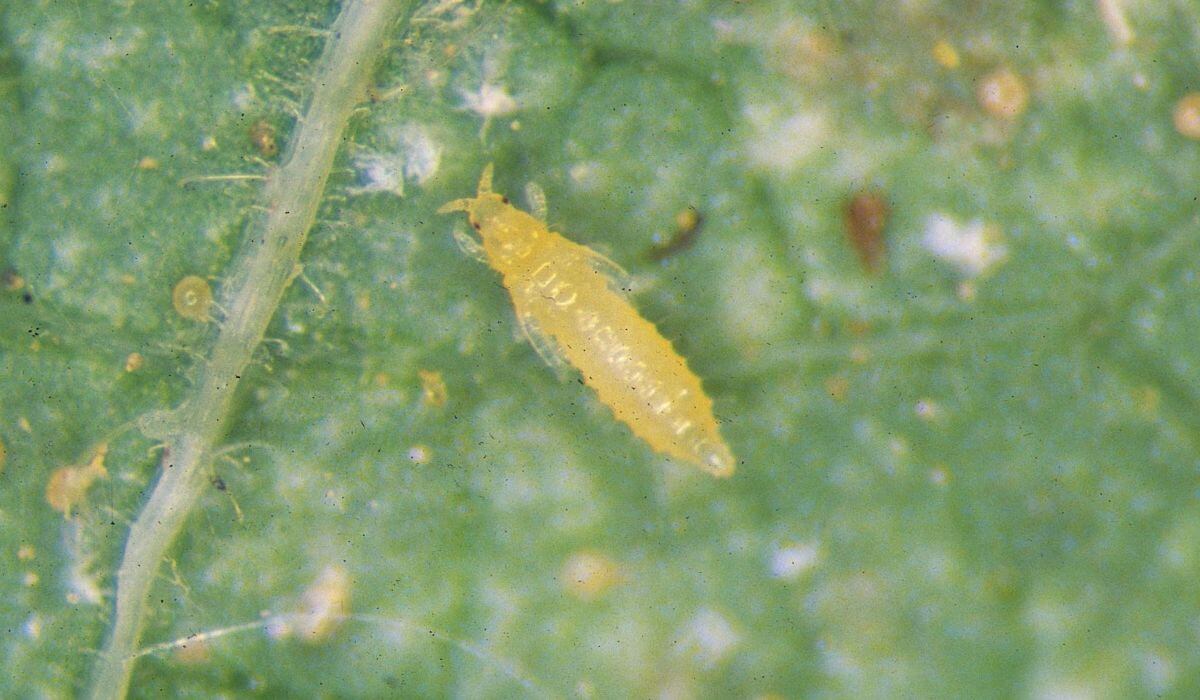 Daños causados por Trips en Guisantes