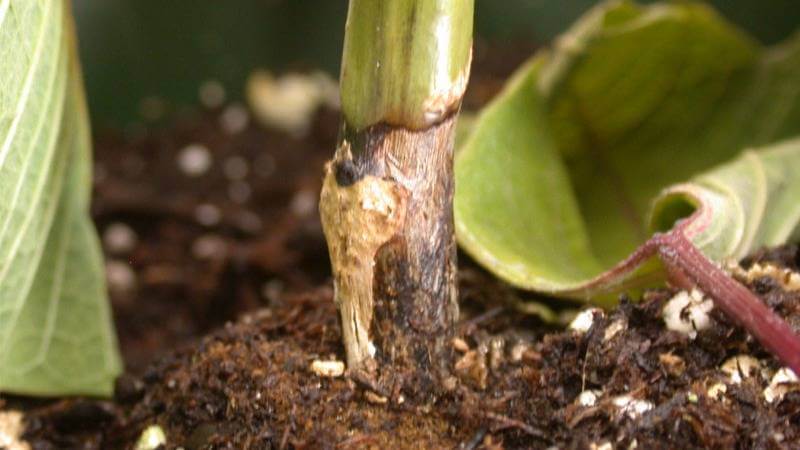 Symptoms, treatments, and recommendations for treating root rot