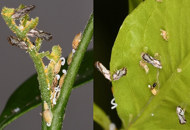 Psílido asiático de los cítricos | idMicrobe