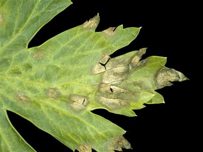 Cercosporosis: qué es, cómo se origina y cómo eliminar de forma efectiva en apio