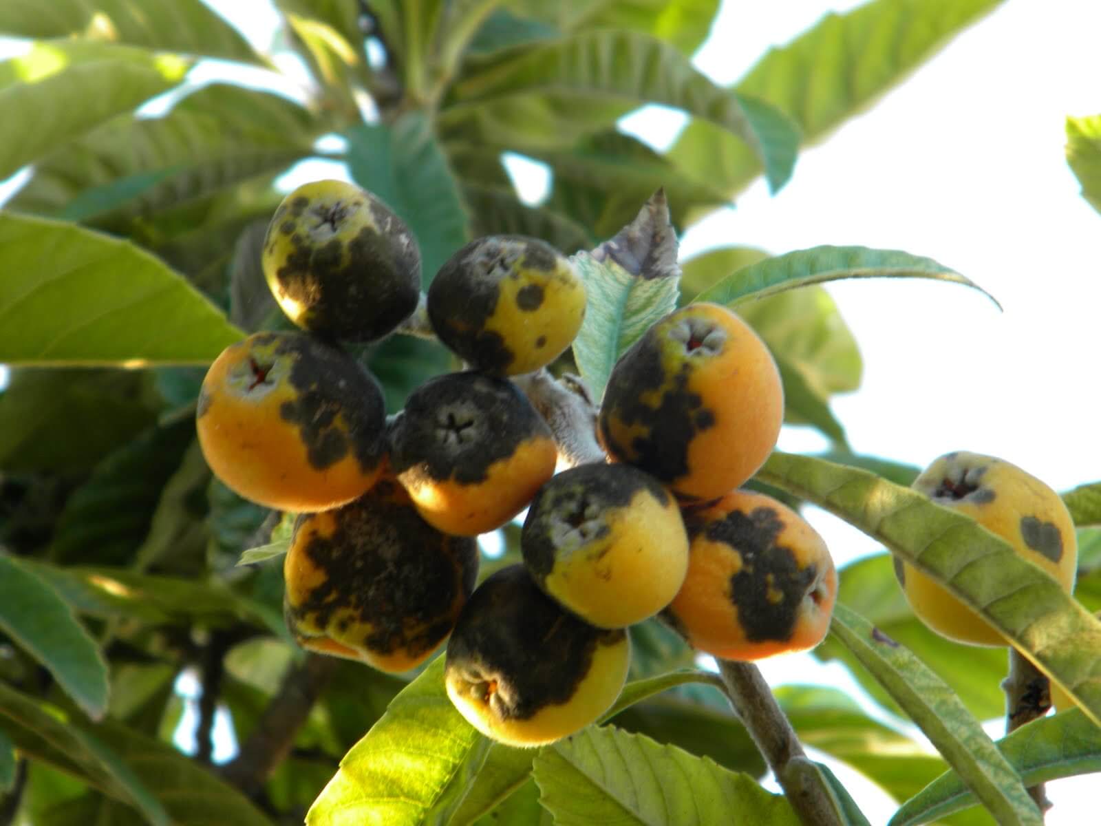 Moteado: Síntomas y daños en Plantas decorativas de jardín y/o interior