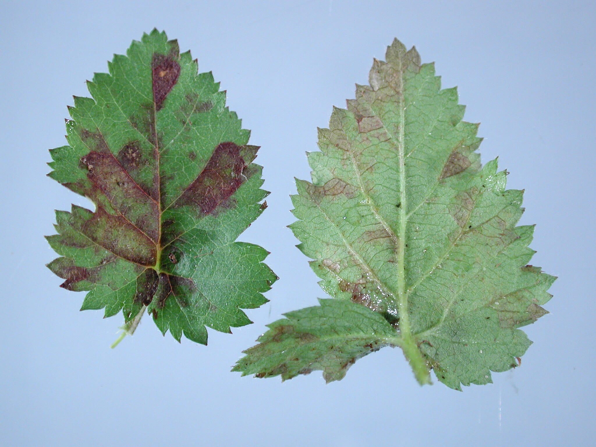 Downy Mildew: Symptoms and Damage in Blackberries