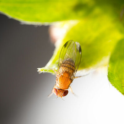 Mosca de alas manchadas (Drosophila sp.): Síntomas, daños y soluciones en frutos