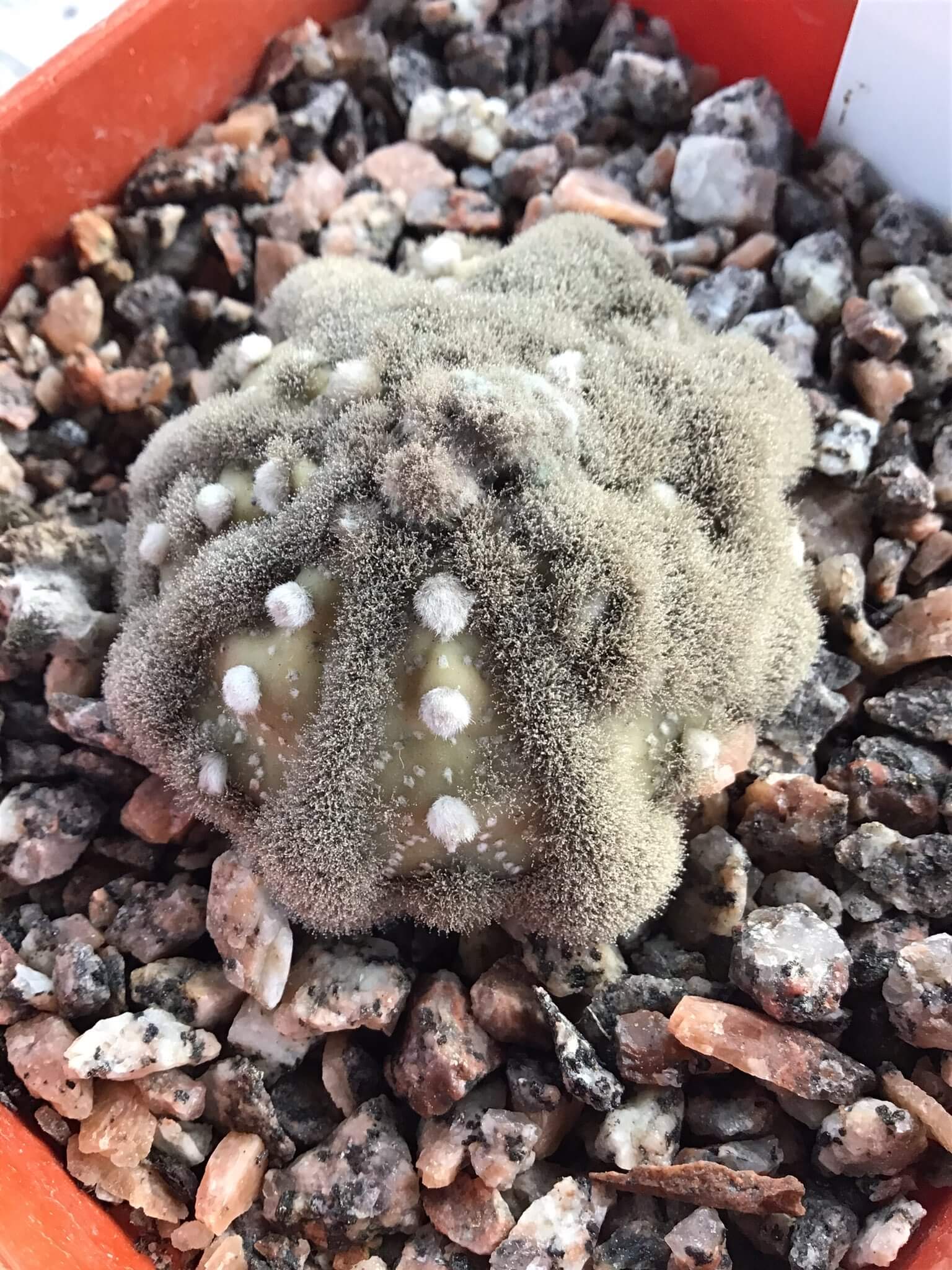 Podridão cinzenta em cactos | idMicrobe